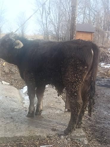 Услуги ветеринара: Продаю | Бык (самец) | На откорм | Привязанные — 9