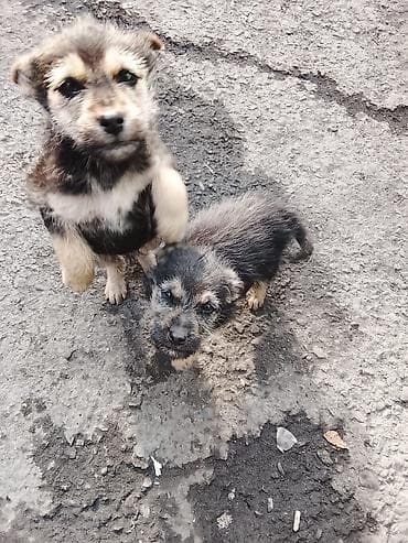 бельгийский овчарка цена: Собака даром: Овчарка, 2 месяца, Самец — 1