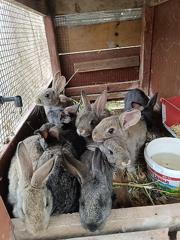 сельскохозяйственные животные продажа: Продаю | Крольчата | Серый великан | Для разведения | Племенные — 3