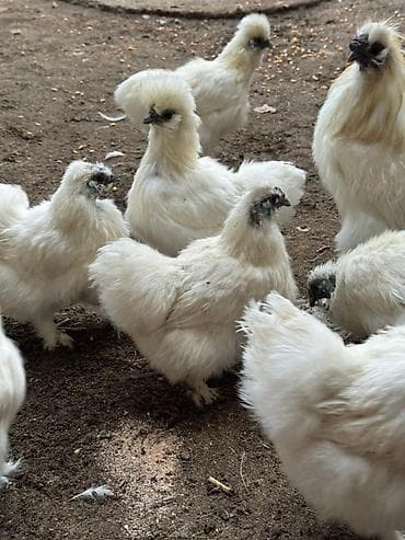 продам индоуток: Продаю | Куры, Петух — 4