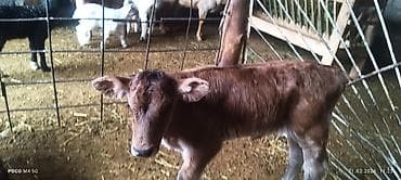 бенгал вязка: Продаю | Бык (самец) | На откорм | Искусственник — 4