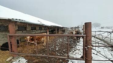 кардиганы мужские: Требуется Скотник, Оплата: Ежемесячно — 9