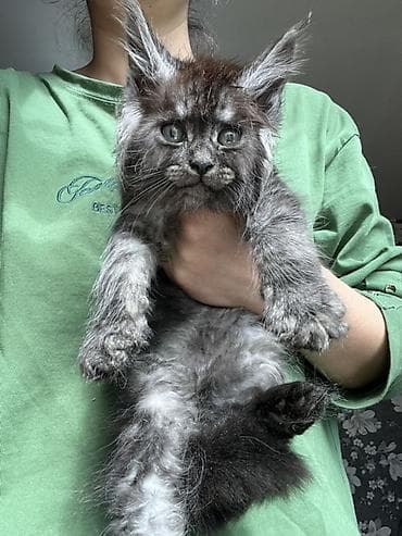кошка продаётся: Эксклюзивные мощные котята Мейн куны с полным пакетом Документов — 8