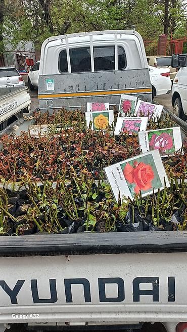 куплю розы: Саженцы — 9