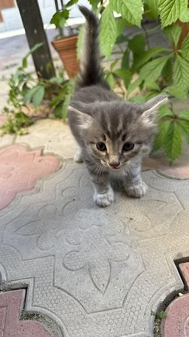 Отдам даром кошку: Отдам котят в добрые руки даром. Котята, домашние, пушистые серые — 1