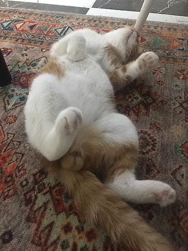 cat chow: Вязка: Скотиш Фолд (Шотландская вислоухая), Мальчик, 1 год, Рыжий — 1