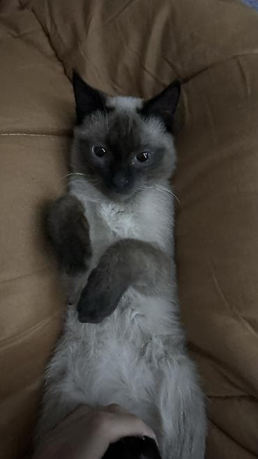 симс: Сиамская, 1 год, Мальчик, Приучена к лотку — 2
