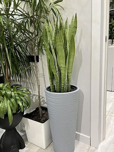 хвойные растения: Декоративные напольные растения в кашпо - Композиция из крупных — 10