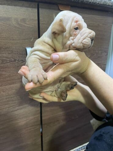 золотистый ретривер купить в бишкеке: Щенок шарпея, кремовый окрас. - Порода: китайский шарпей (короткая — 3