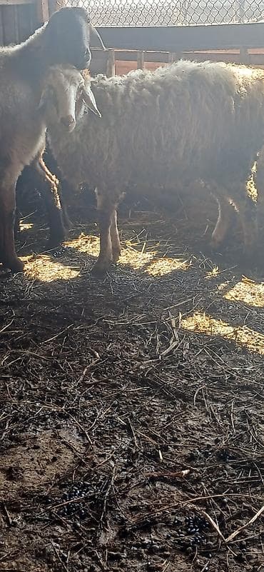 Аквариумы: Продаю | Овца (самка) — 2