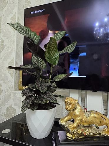 для растений: Мини-композиции из кактусов в декоративных керамических кашпо - — 8