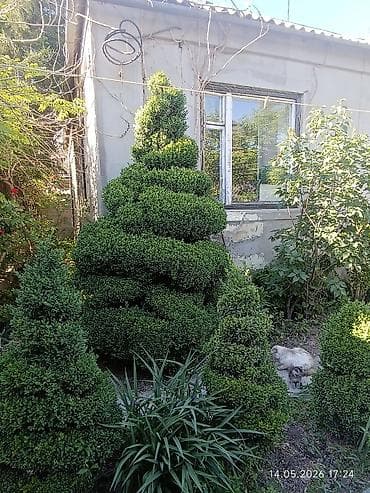 куплю фикус бенджамина: Топиарные кусты (садовая стрижка) - Живые вечнозелёные кустарники с — 7