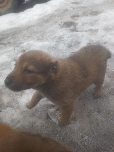 охотник собака: Собака даром: Алабай, 1 месяц, Самка — 8