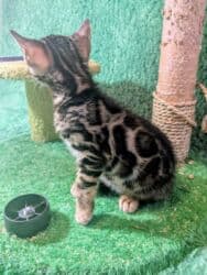 мейн кун бишкек 😺 питомник lyubushka 🐈 купить котенка 🐾 цена фото: Бенгальская, 1 месяц, Мальчик, Приучена к лотку, Проглистована, С документами — 39