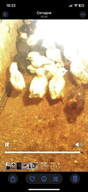 Продаю | Цыплята | Бройлерная | На забой