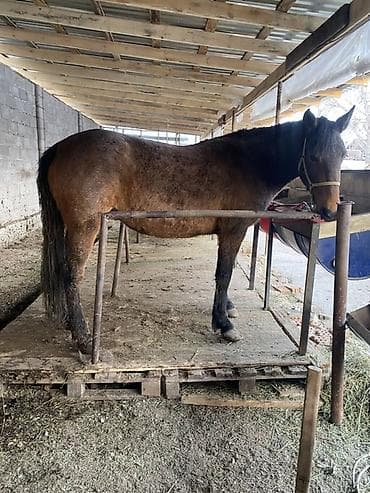 сколько стоит маленькая лошадь: Продаю | Кобыла (самка) | Рабочий | Племенные — 4
