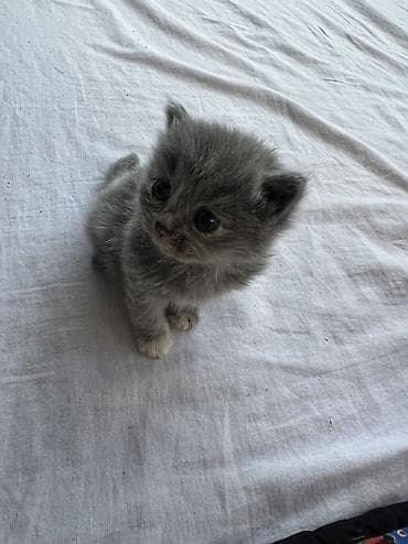 итер: Шотландские котята ищут любящий дом 🐾 Продаются 4 шотландских котёнка — 1