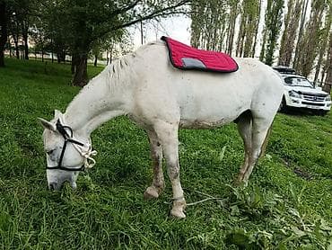 Аренда Лошадь (серый масти) для верховой езды в аренду на время