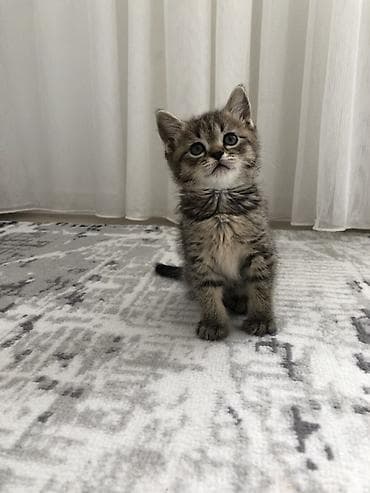 котик 1 месяц: Кошка даром: Беспородная, 1 месяц, Девочка, Приучена к лотку — 4