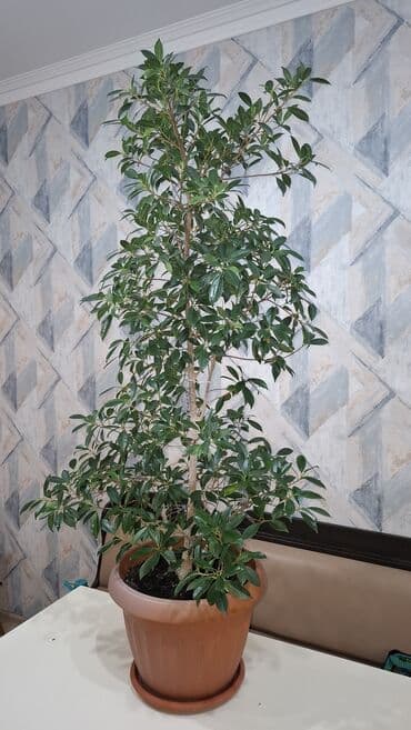 примула комнатные: Фикус (вероятно Бенджамина) в крупном горшке - Крупномер комнатного — 4