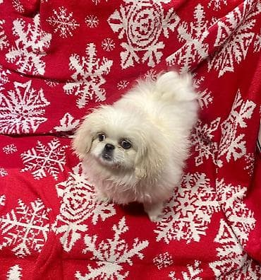 мопс цена бишкек: Щенок мини-пекинеса, белый кремовый окрас. - Компактный формат — 1