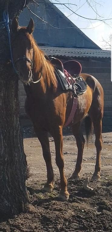 хаски сколько стоит: Продаю | Жеребец | Полукровка | Конный спорт | Племенные — 7