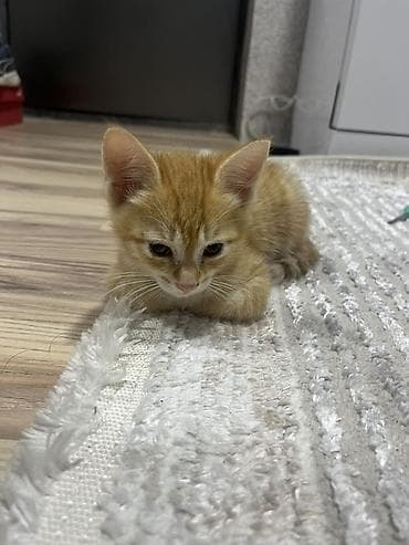 купить кошку манчкин: Беспородная, 1 месяц, Мальчик, Рыжий, Приучена к лотку — 1