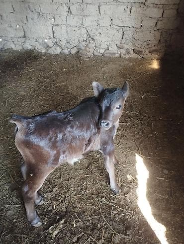 утки белые: Продаю | Музоо, торпок | На откорм | Привязанные — 2