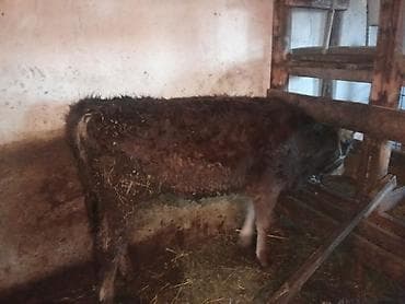 собака охотничья: Продаю | Музоо, торпок | Полукровка | На откорм — 2