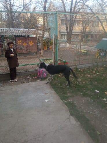 объявления о найденных собаках: Бегает чья-то собака. Аламедин-1 — 2