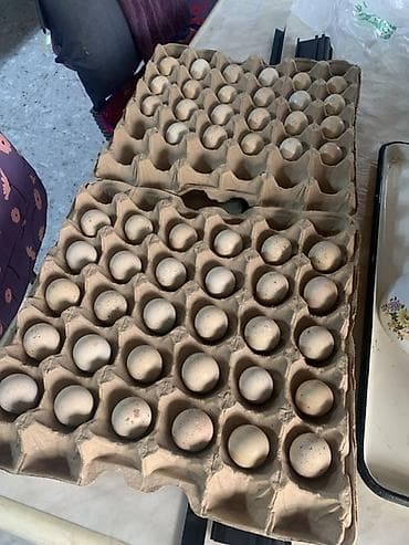 заказ рыбы: Кекилик яйца в лотках (каменные куропатка) - Натуральные перепелиные — 2