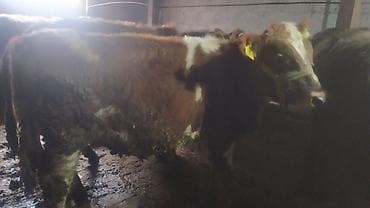 прадаю баран: Продаю | Бык (самец) | Швицкая | На откорм — 4