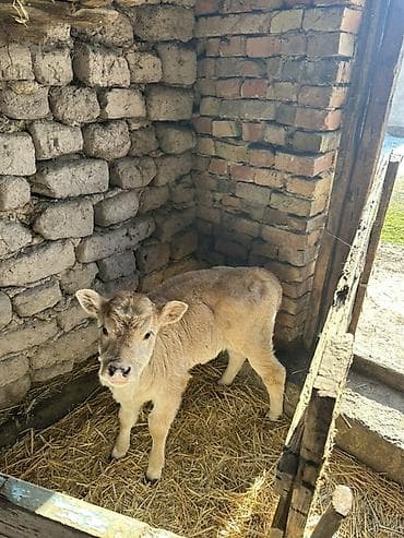 Грызуны: Продаю | Музоо, торпок | Швицкая | Для молока | Осеменитель, Искусственник — 2