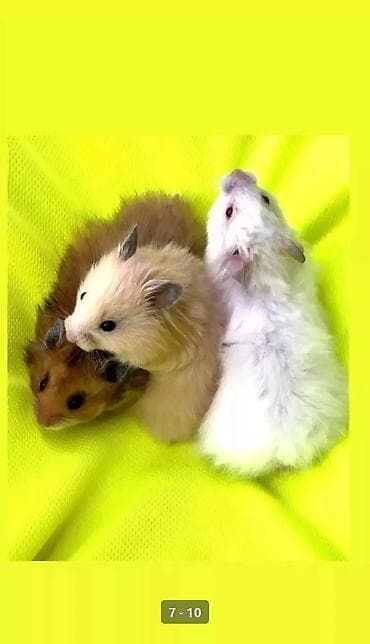 кой сой: Продаются хомячки сирийские, ангорские пушистые хомячки, джунгарские — 2