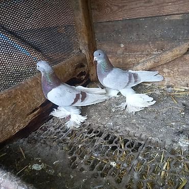 перепелка купить бишкек: Пара сиреневых 3000 окончательно — 2