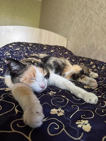 Отдам даром кошку: Кошка даром: Беспородная, Девочка, Приучена к лотку — 1