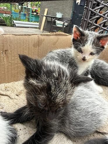 купить породистых котят: Отдам даромКотята, помёт разной окраски: - черно-белые с пятнами, - — 3