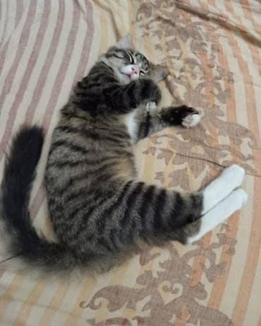 scottish fold: Пристраивается котёнок породы норвежская лесная, мальчик, 5 месяцев — 4
