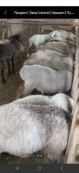 дом для животных: Продаю | Овца (самка), Баран (самец) | На забой, Для разведения — 5