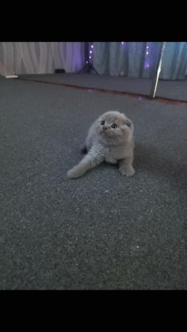 котята сиамской кошки: Шотландский вислоухий котёнок (Scottish Fold), окраса голубой/серый — 3