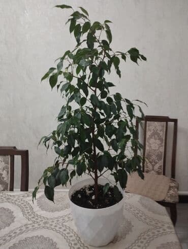 фикус большой: Фикус — 1