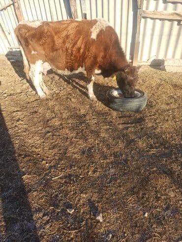 коровы дойная: Продаю | Корова (самка) | Полукровка, Симментальская | На откорм, Для разведения, Для молока — 3