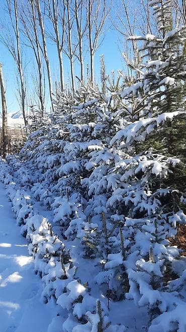 пересадка елки: Арча туя голубая ель пересадка посадка хвойных деревьев — 3