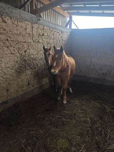 сельскохозяйственные животные продажа: Продаю | Жеребенок | Для разведения — 2