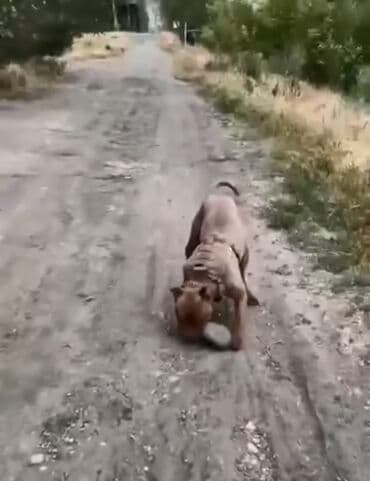 Вязка собак: Питбуль, 1 год, Самец, С прививкой — 4