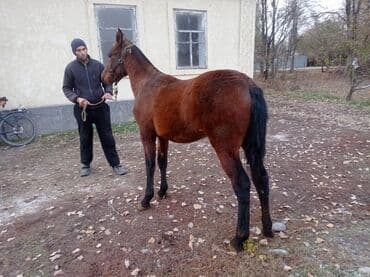сколько стоит порода собаки доберман: Сатам | Жылкы (эркек) | Аргын | Жумушка — 2