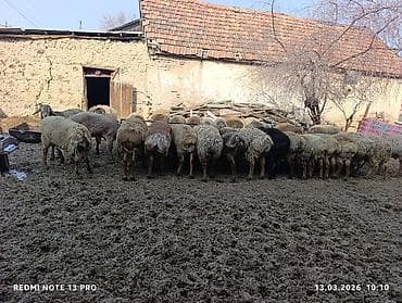 продажа куры: Продаю | Овца (самка) | Для разведения | Племенные — 5