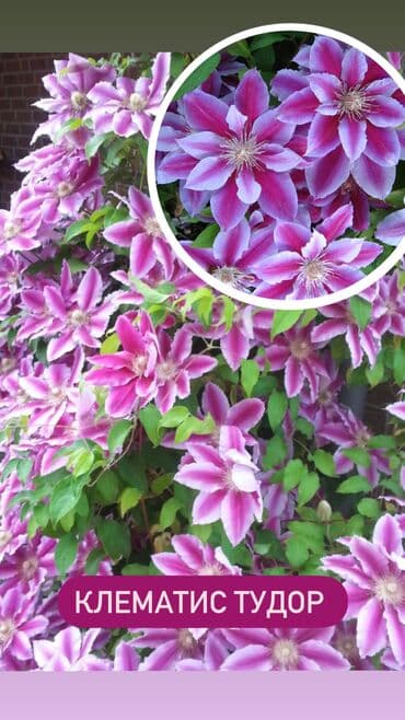 комнатные растения в бишкеке купить цена оптом и в розницу: Клематисы!!! В наличии, 5 сортов: - Multi Blue ( Мульти Блю) - Ville — 6