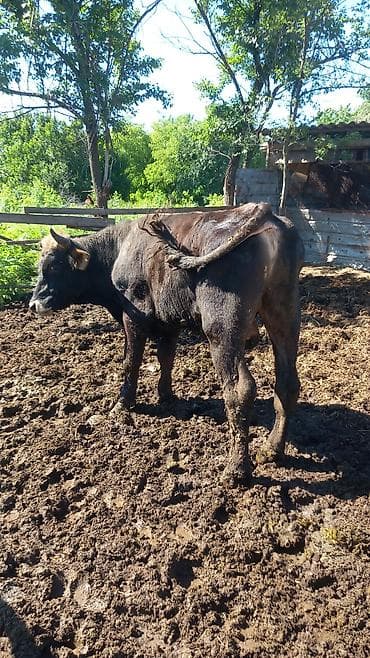 продажа быков: Продаю | Бык (самец) | Для разведения | Привязанные — 3