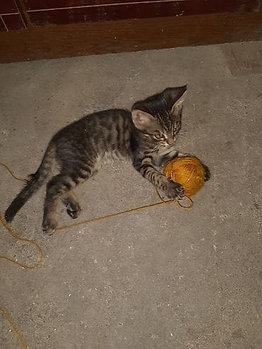 кошка купить бишкек: Котята, помёт домашней кошки. Окрас разный: - чёрный однотонный; - — 3